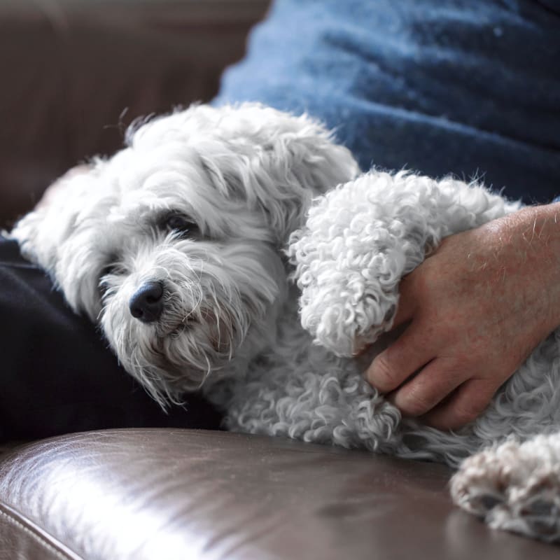 Geriatric Care for Pets, Clarksville