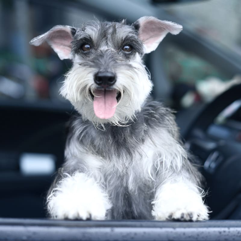 Bathing & Grooming, Clarksville Veterinarians