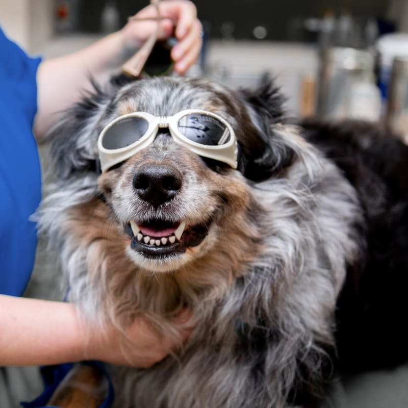 Cold Laser Therapy, Clarksville Veterinarians